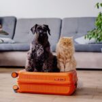 Cat Daycare in Ahmedabad